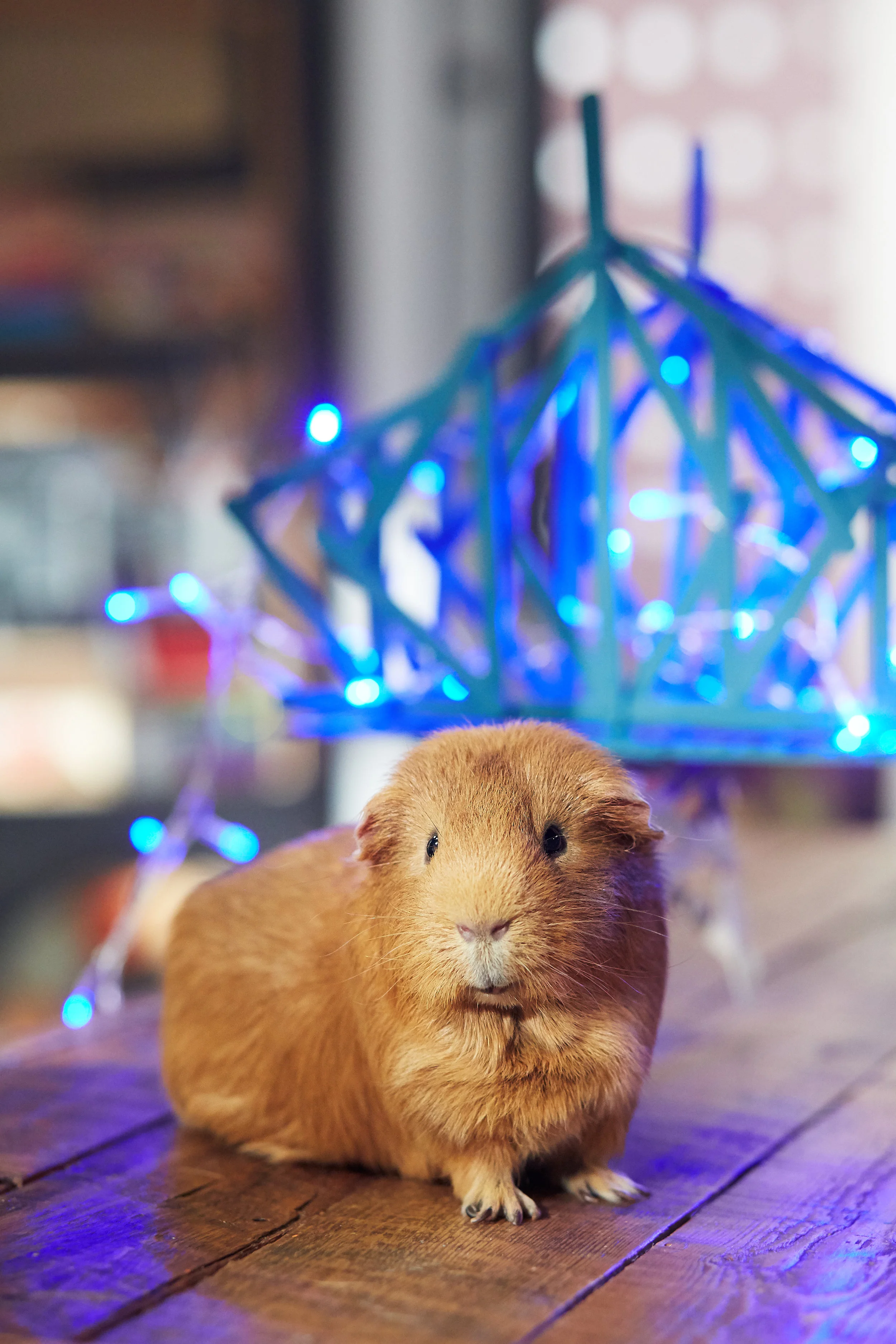 Cochon Dingue Saison 3 Eve B Lavoie