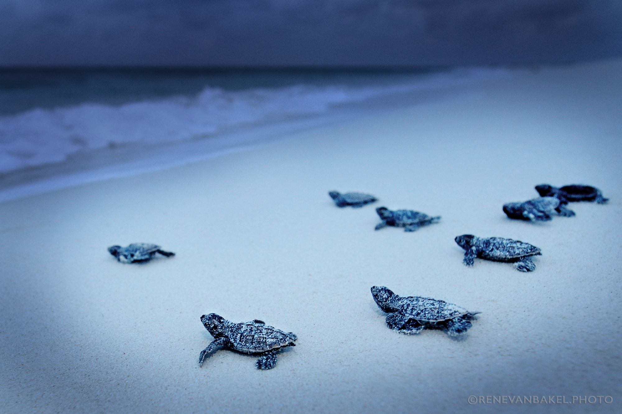 BIRD ISLAND, SEYCHELLES