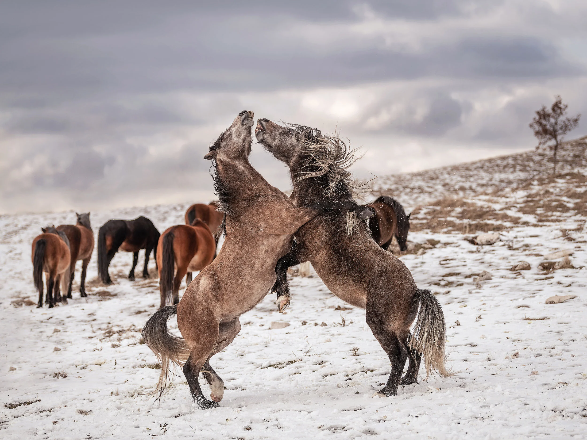 Wildpferde Bosnien Winter 2018