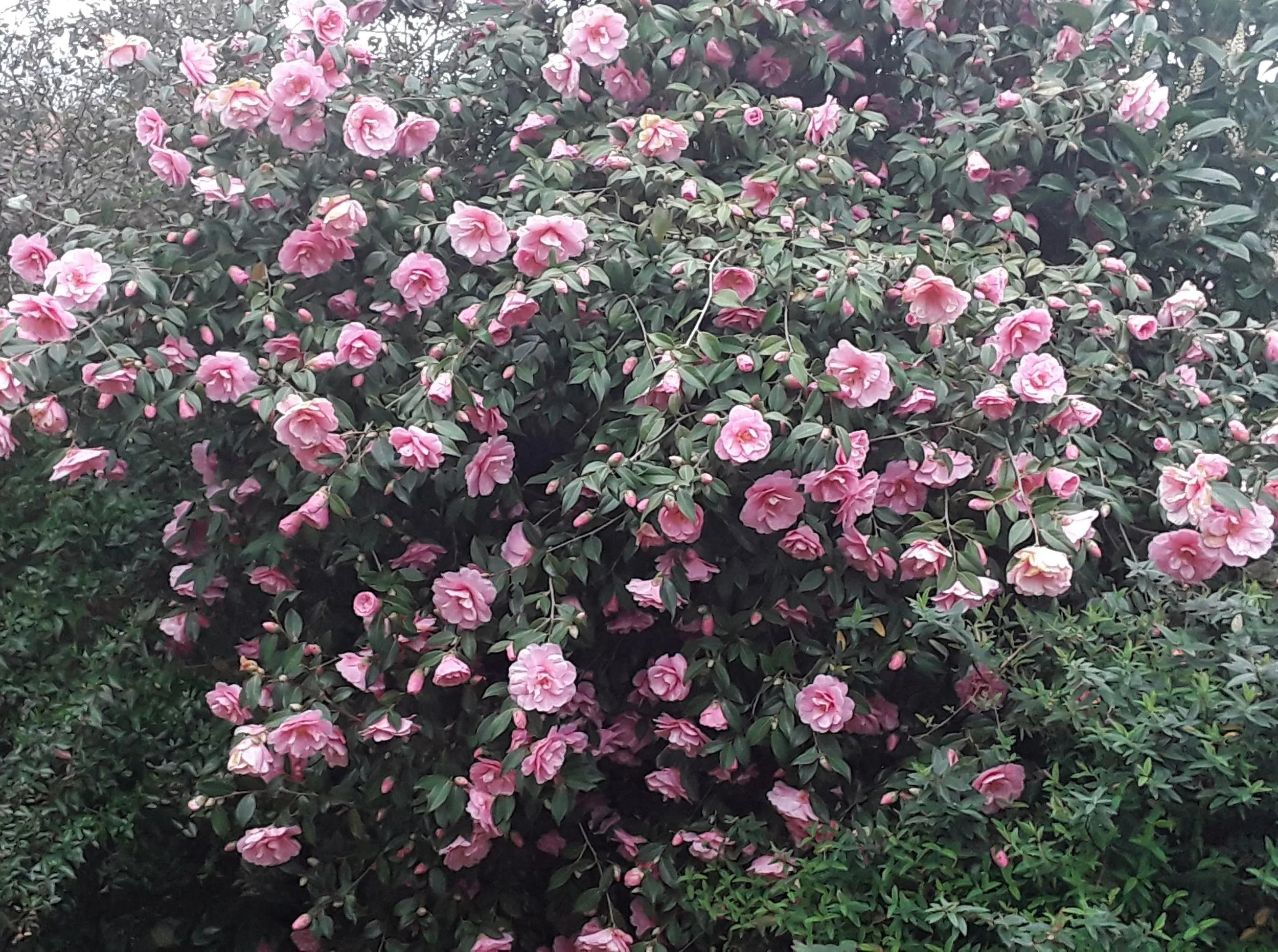 Churcher Family Farewell