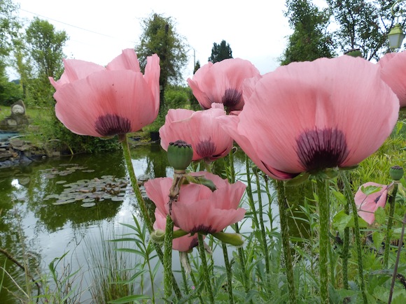 beauvais-poppies.jpg