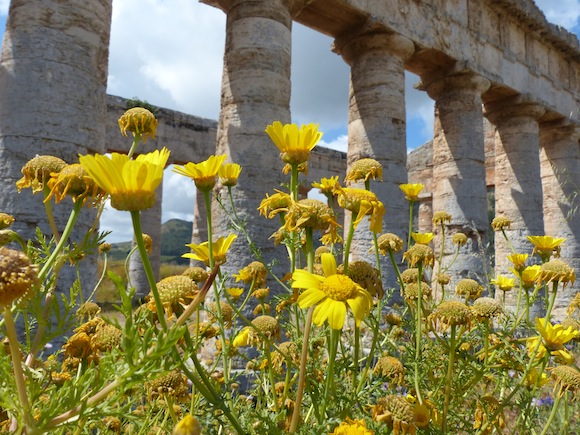 segesta-flower2.jpg