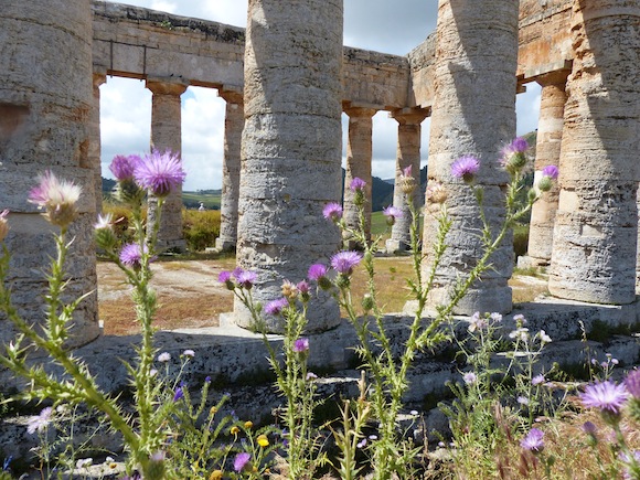 segesta-flower3.jpg