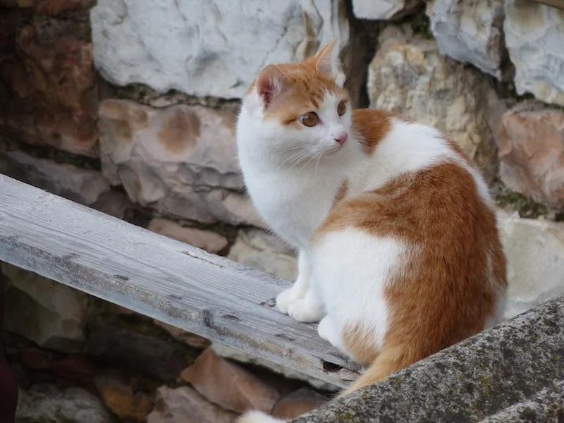 Achille in the neighbor's yard