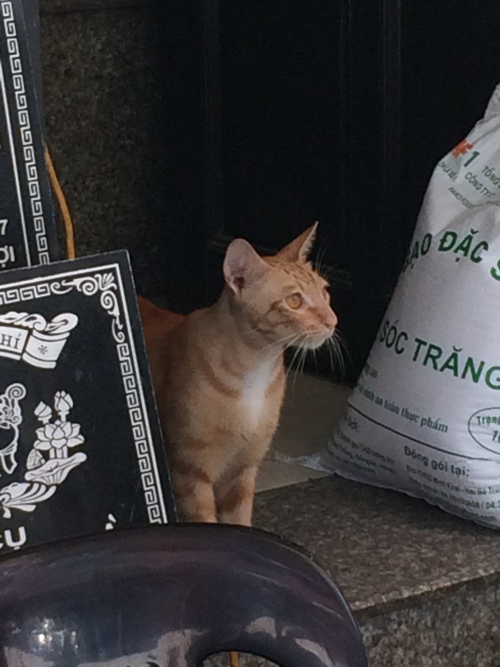 Cat in Hanoi