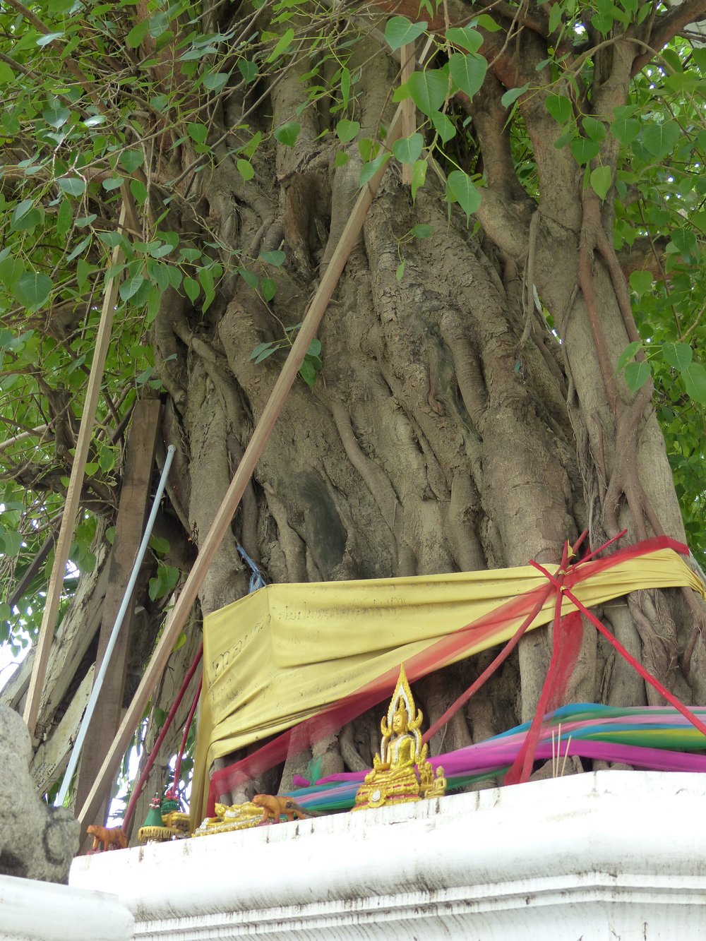 Tree descended from the bodhi tree under which Buddha achieved enlightenment