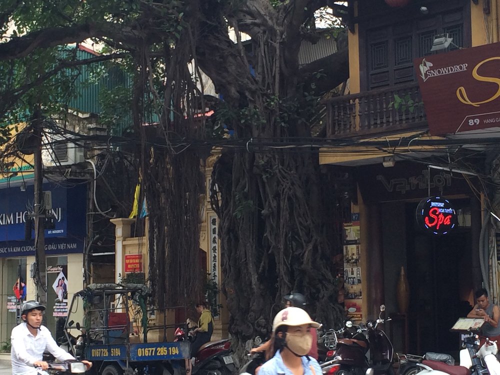 Is there a historical or mythological significance to the banyan tree?