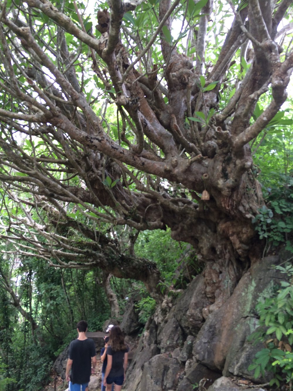 These trees are curiosity themselves