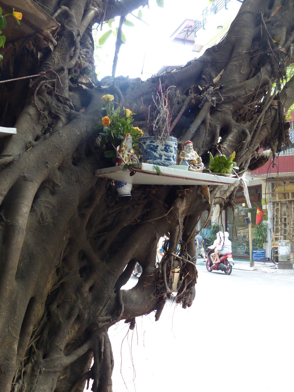 Why is there a shrine in the banyan tree?