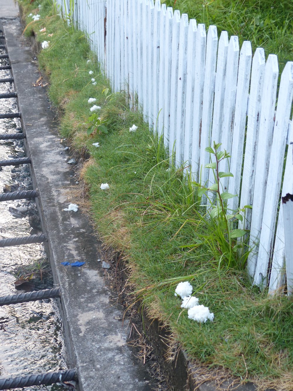 Why is rice left behind at the alms giving?