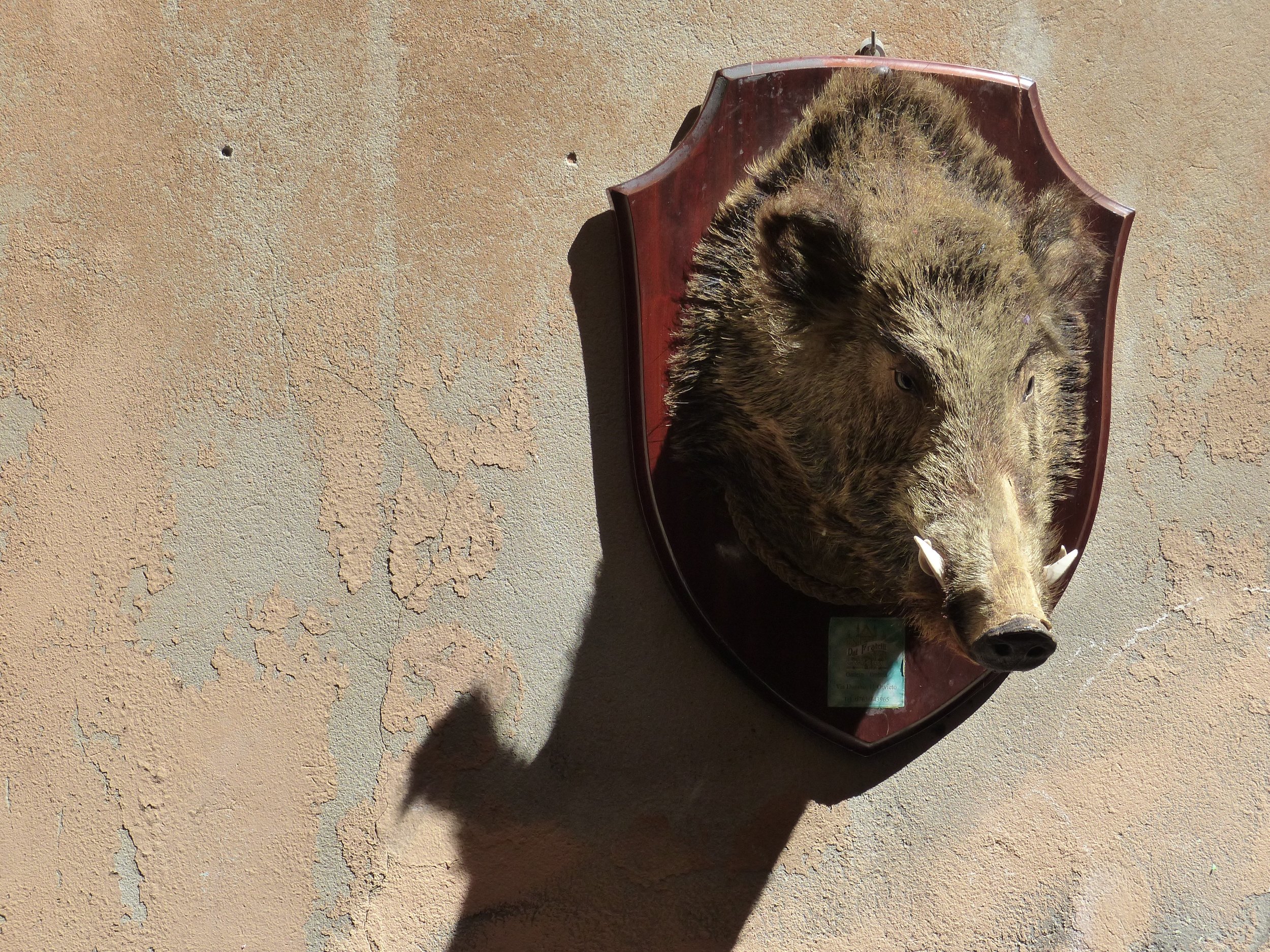 orvieto_boar.jpg