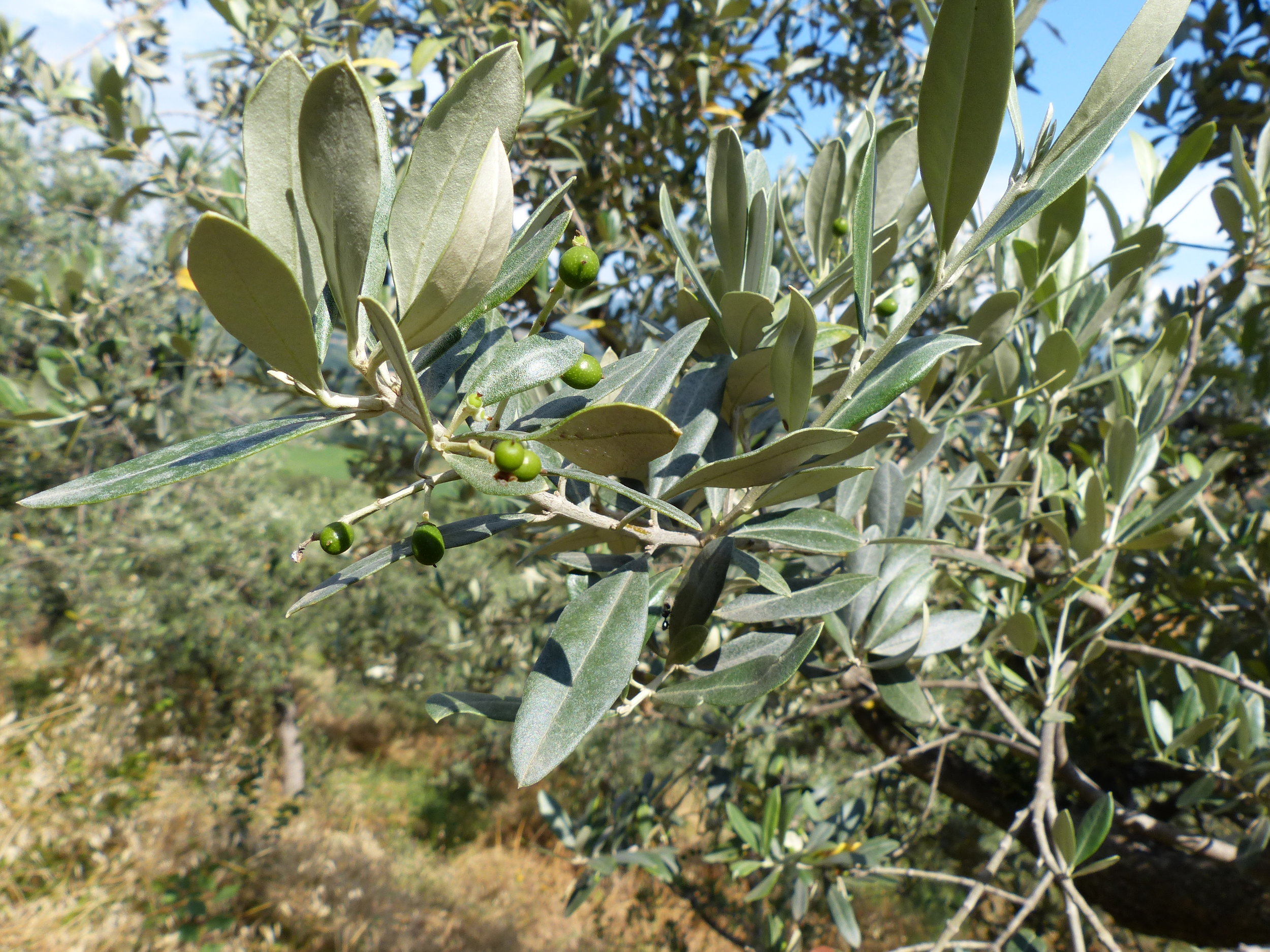 spello-aqueduct-olives.JPG
