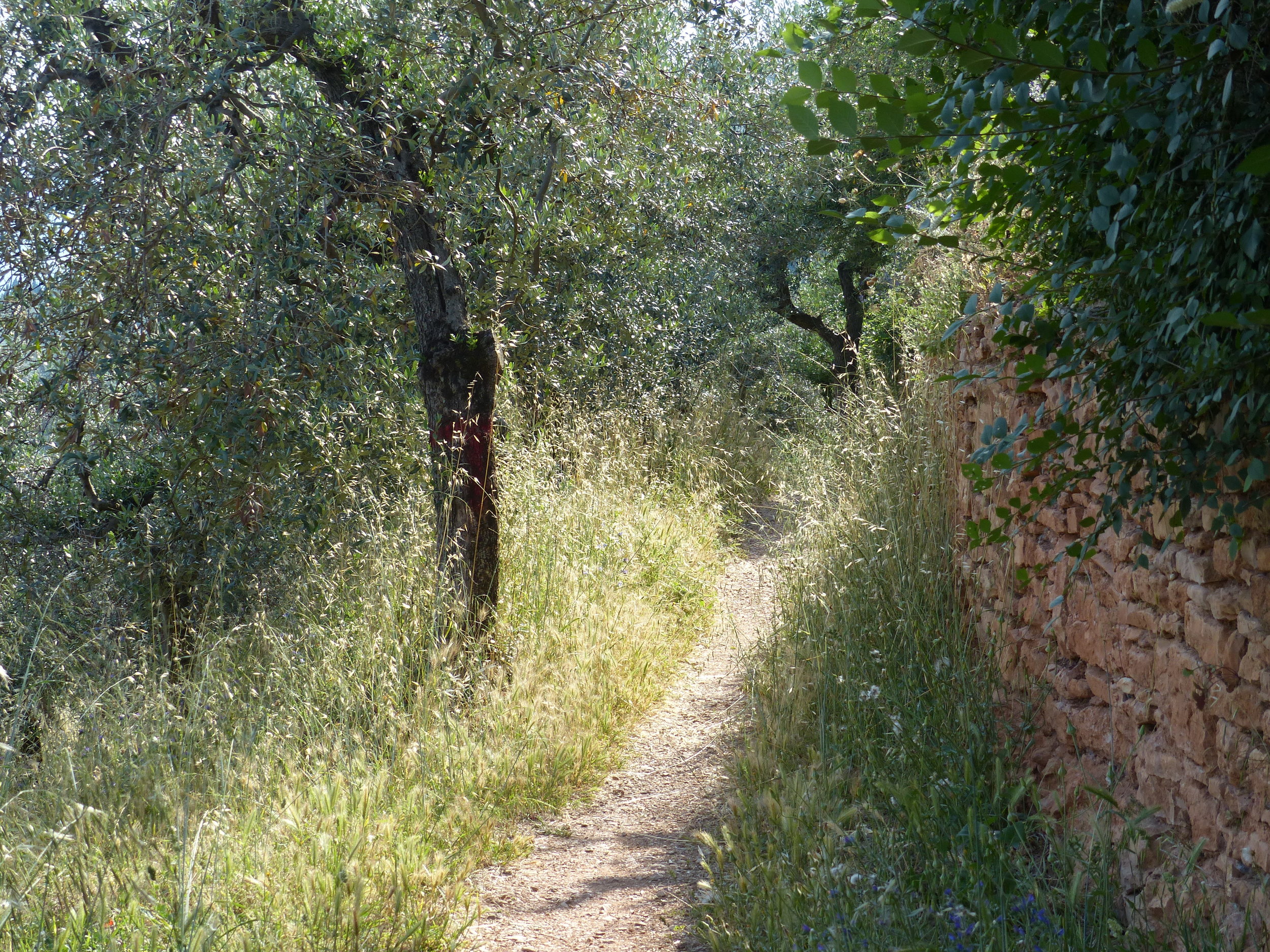 spello-aqueduct-trail.JPG