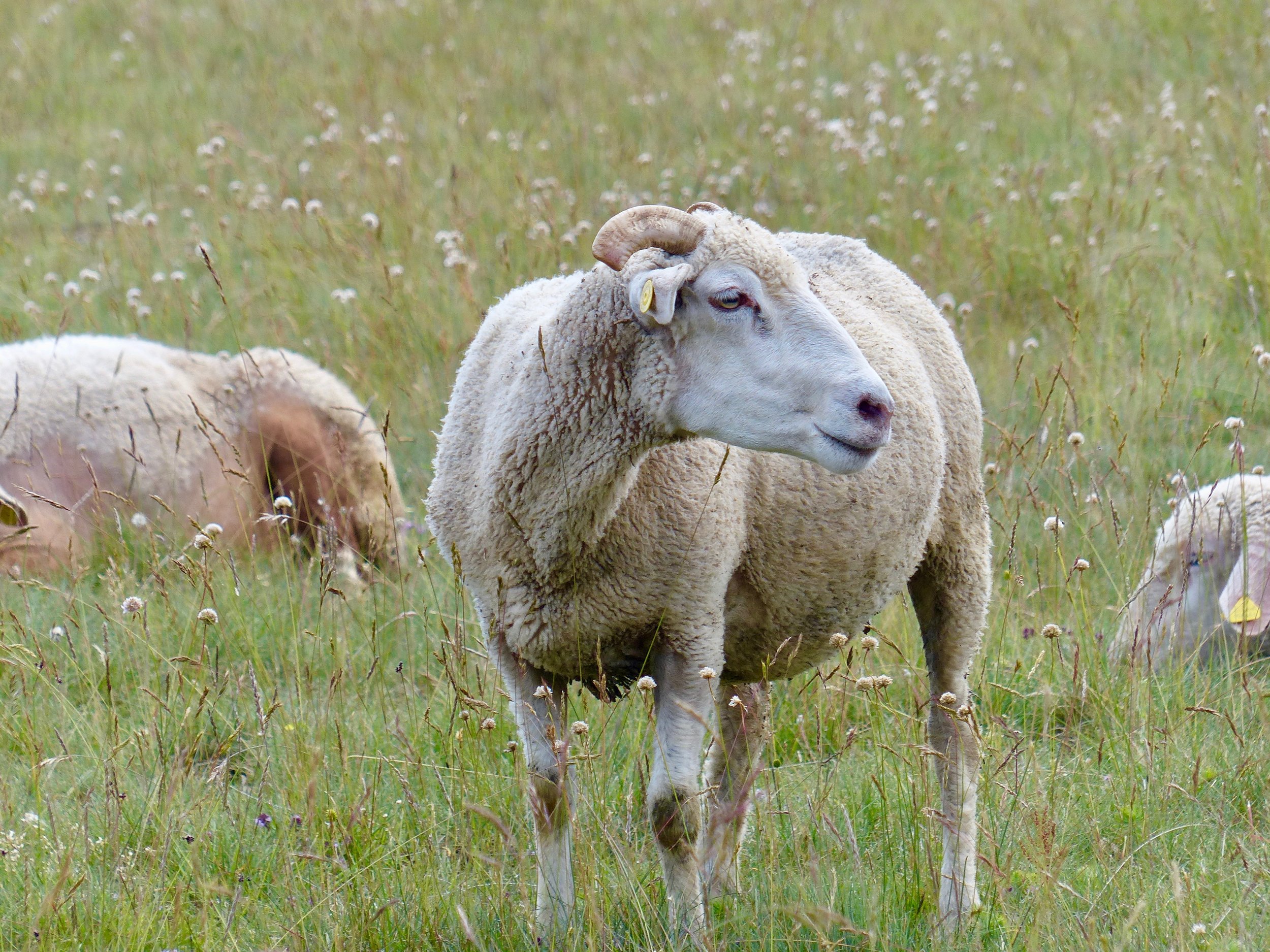 mucciante-ram.jpg