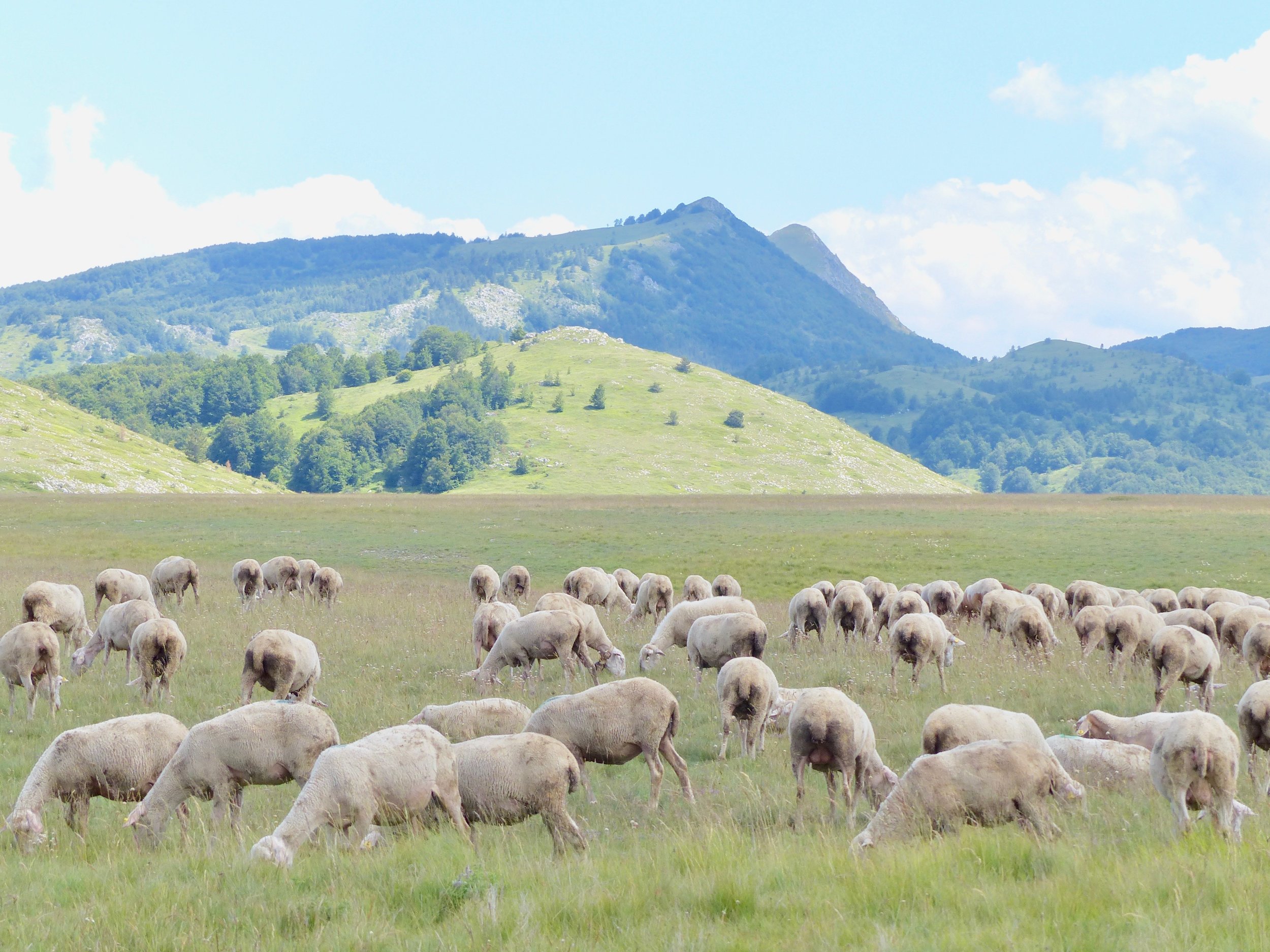 Sheep!