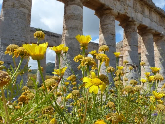 segesta-flower2.JPG