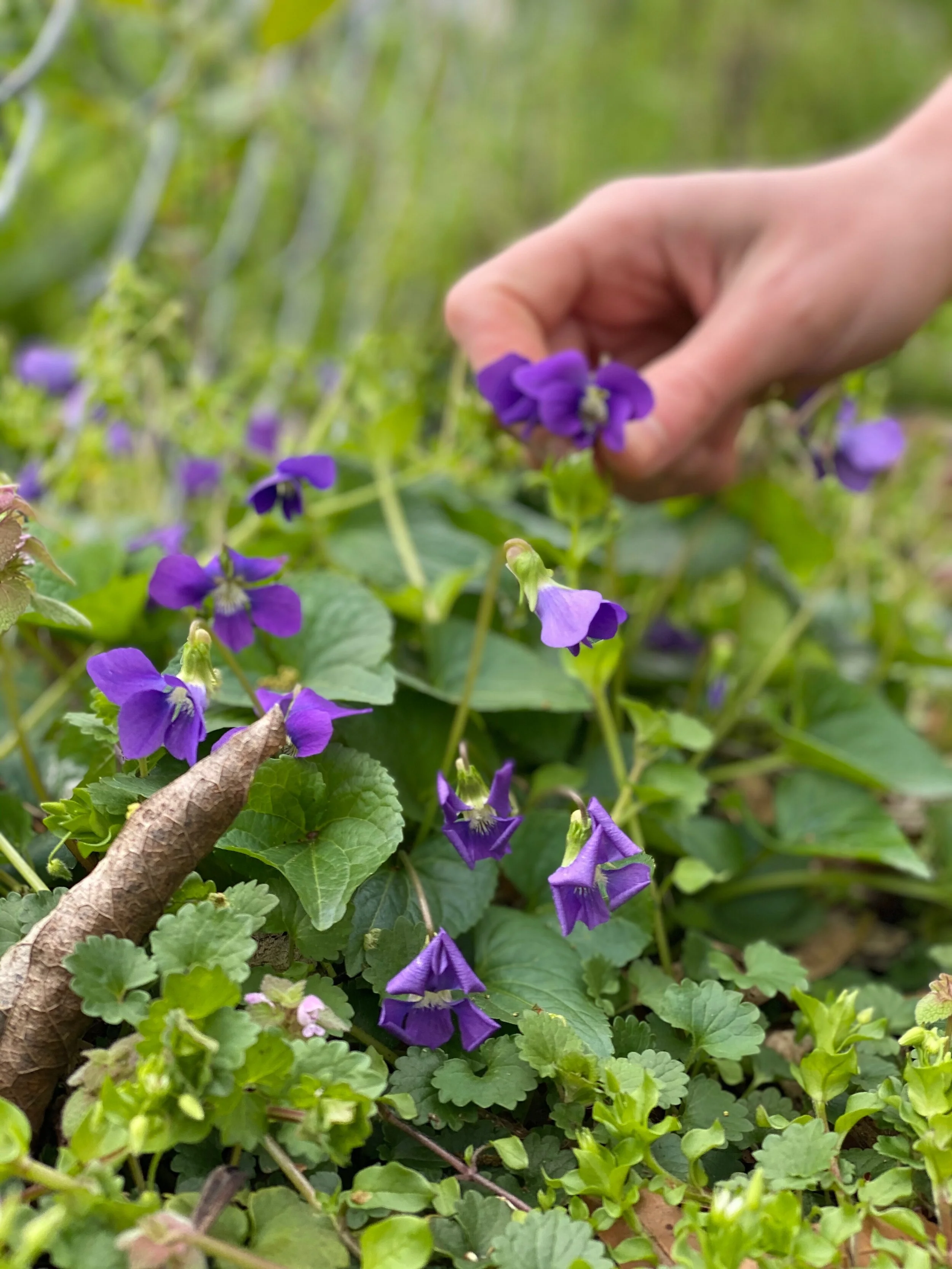 Collecting Violets