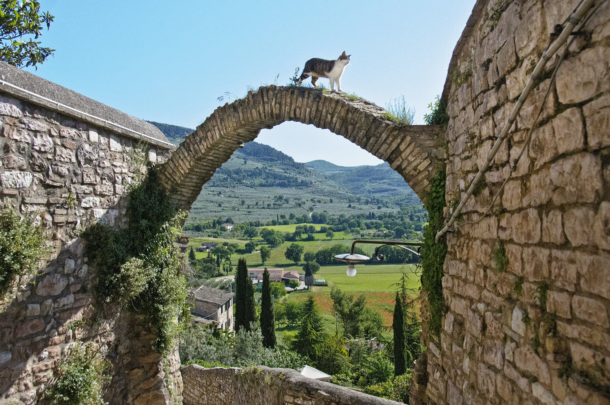 cat-arch-Alison.jpg