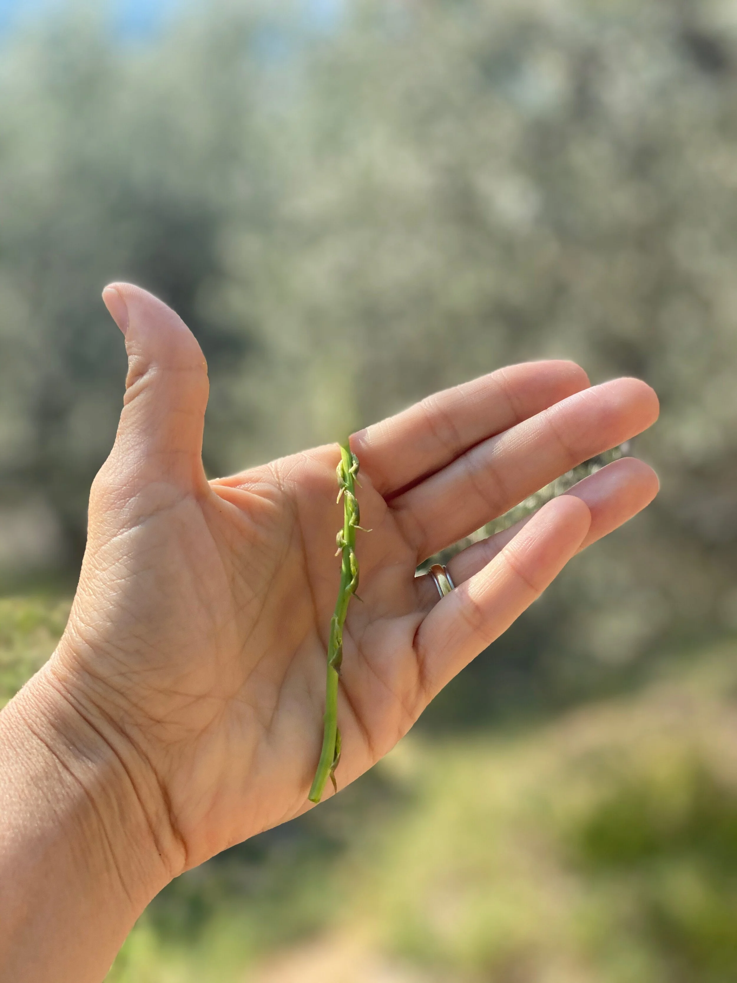 Wild Asparagus and Me