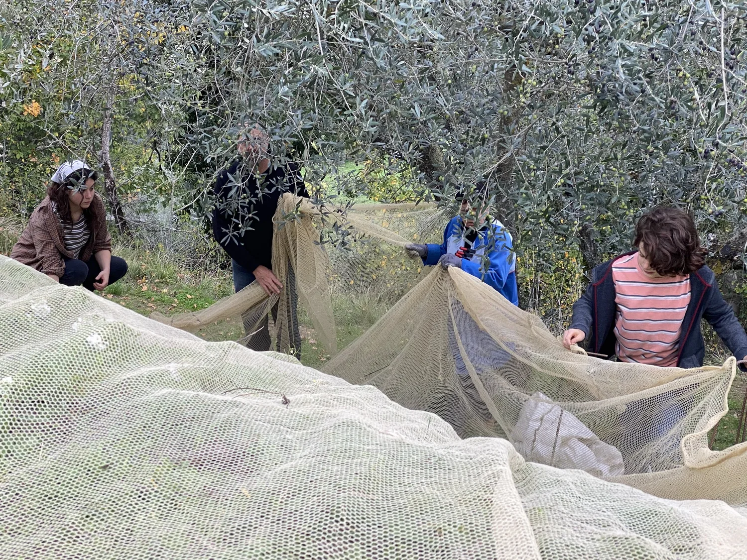 Hands harvesting olives into nets beneath the trees