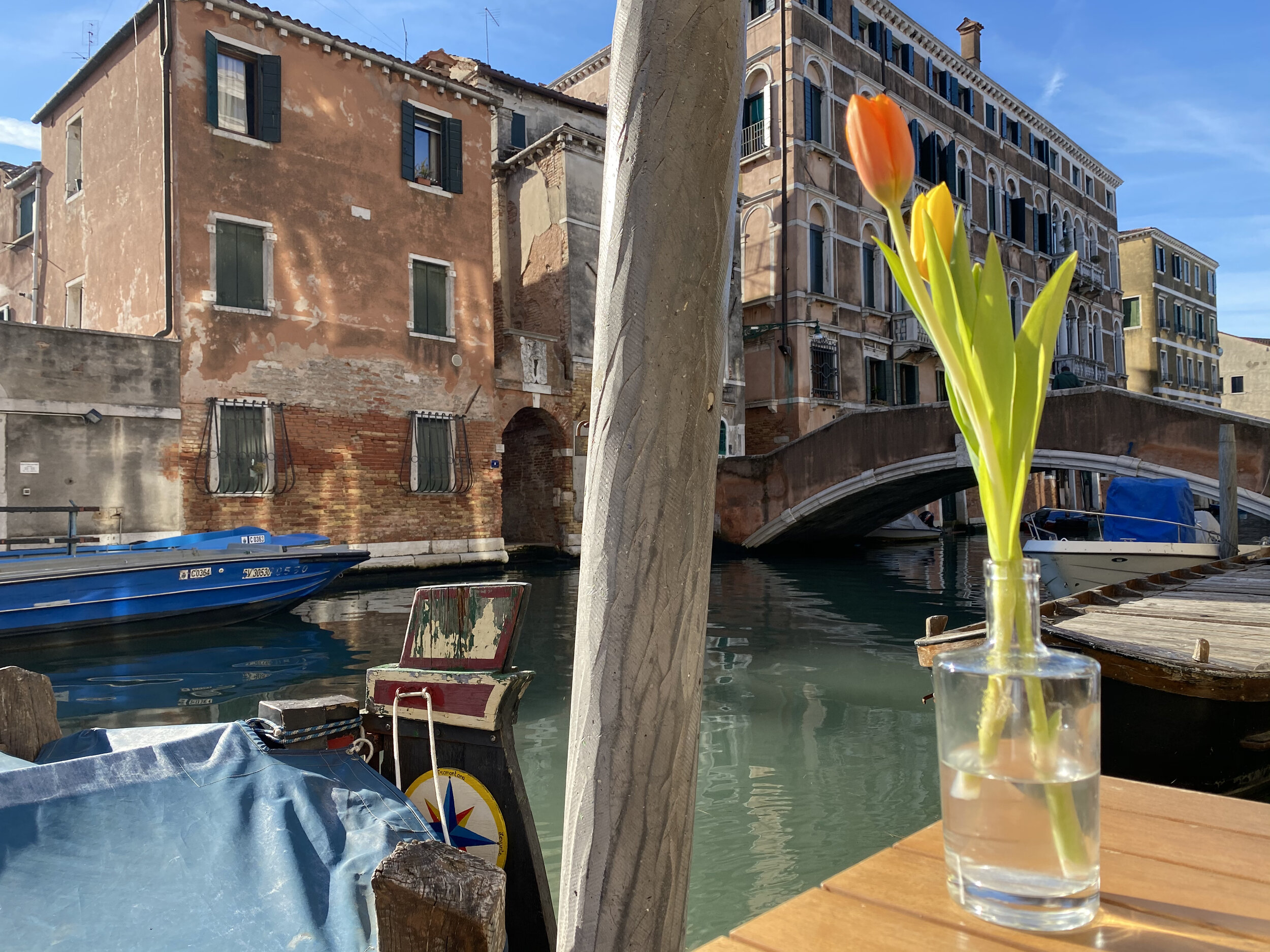 venice-tulip-timon.jpeg