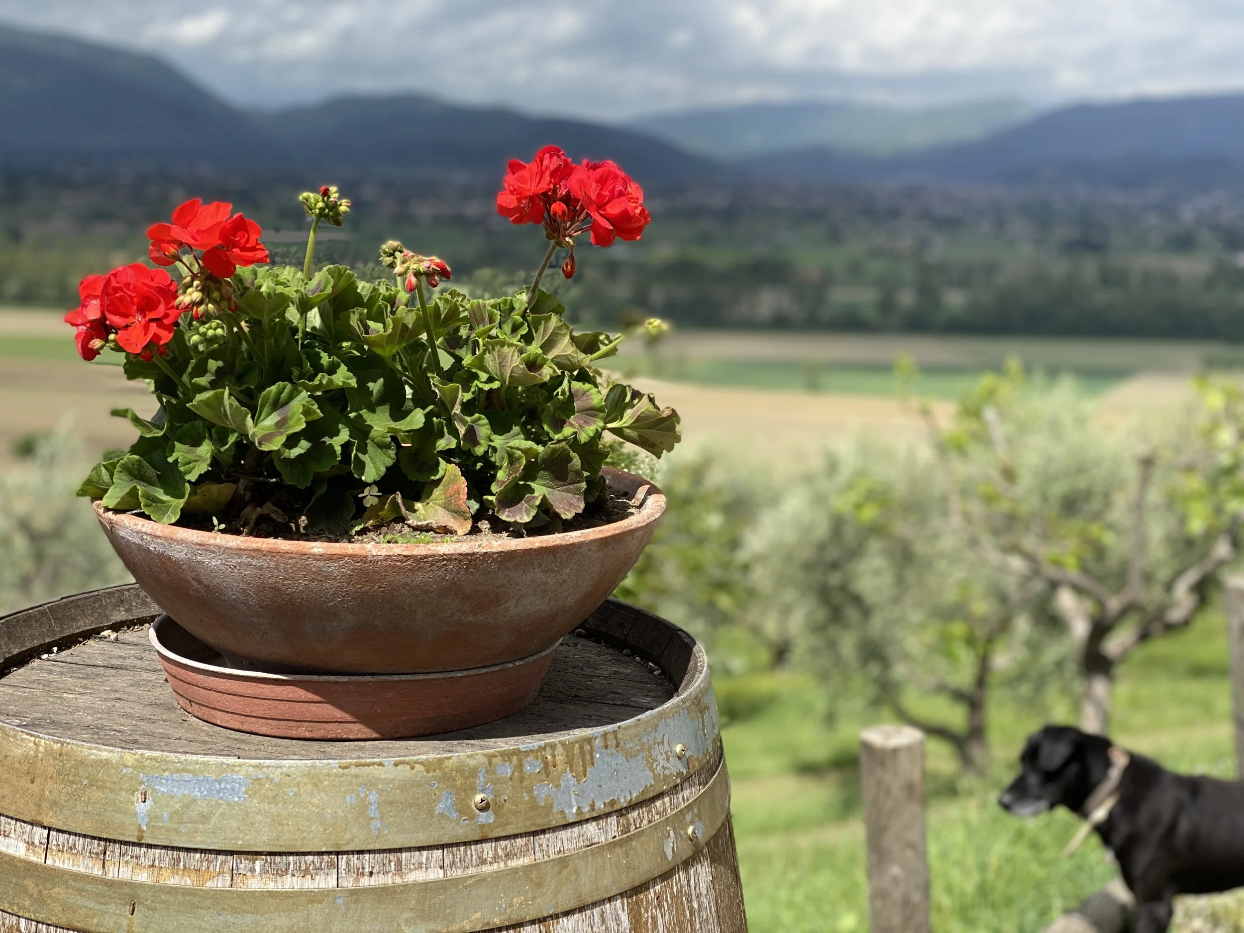 Romanelli Winery