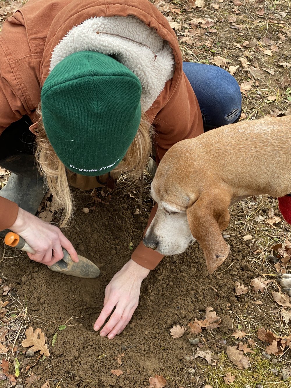  truffle hunting for Umbrian truffles in Virginia 