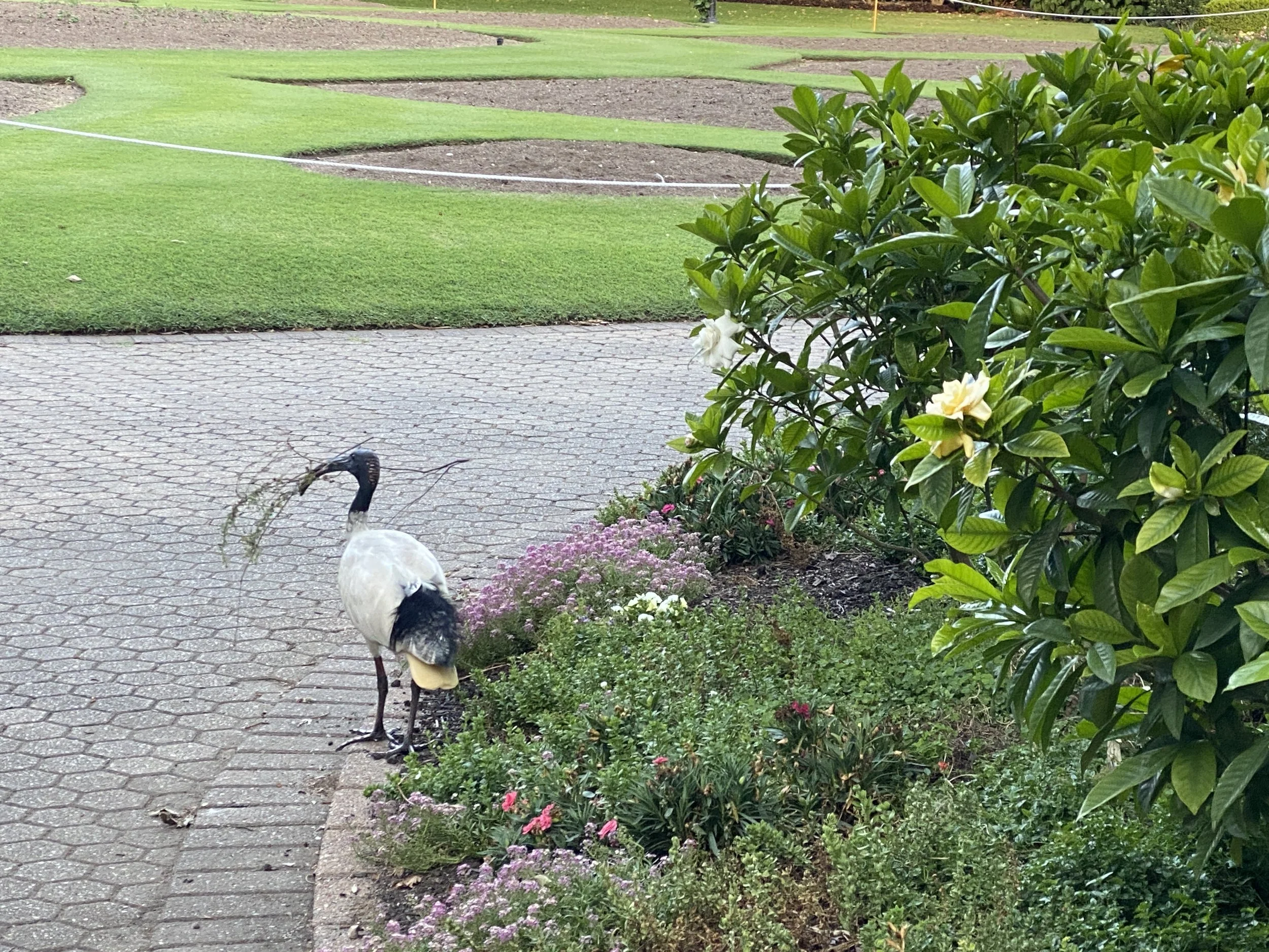botanical garden in Brisbane