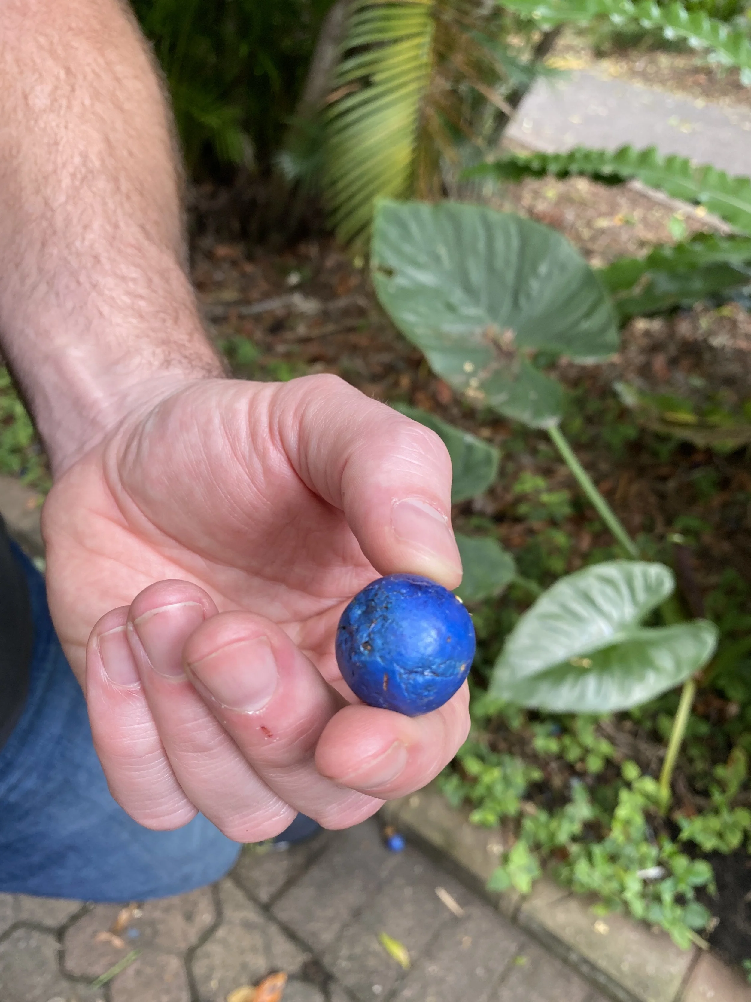 botanical garden in Brisbane