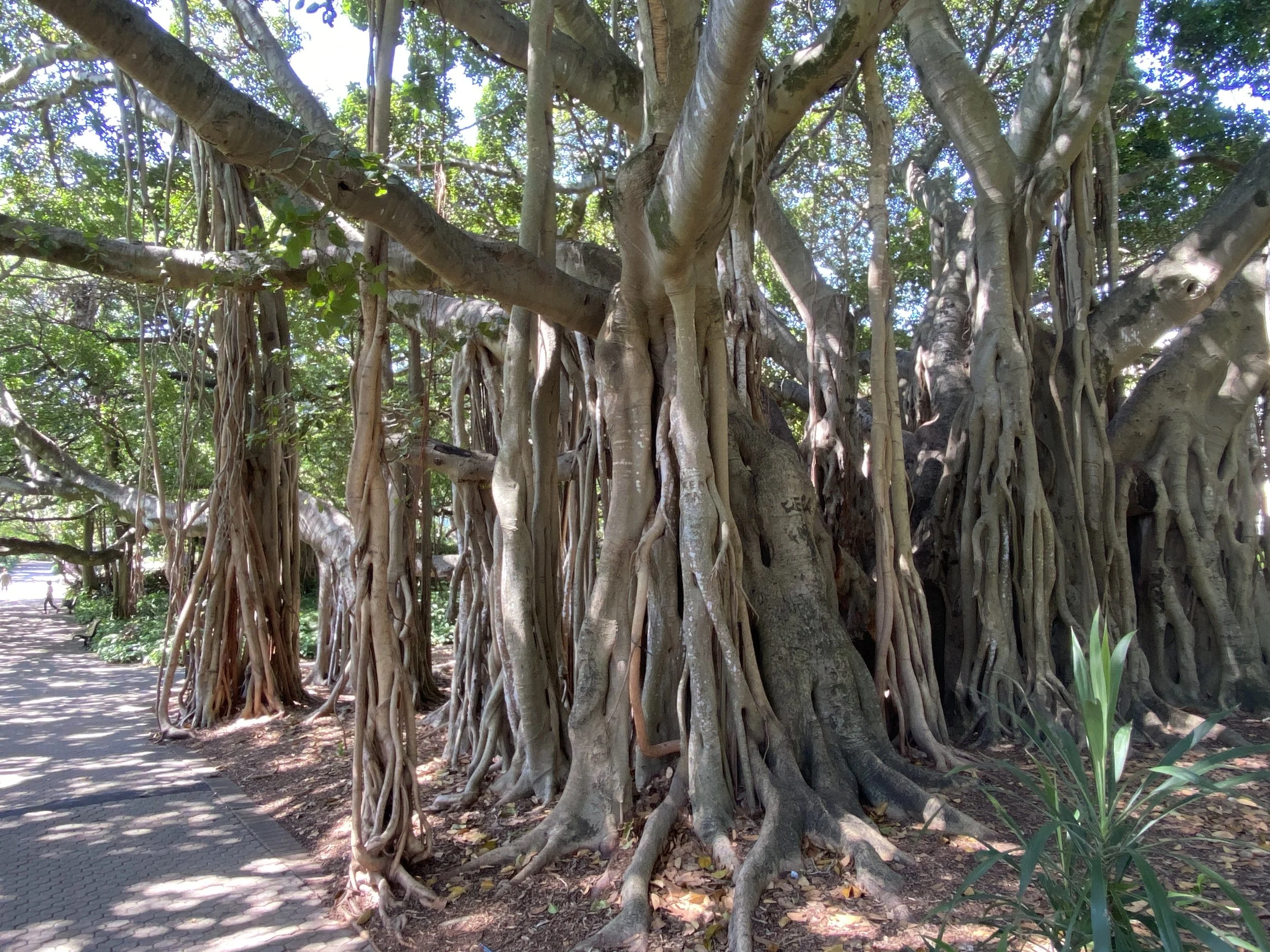 what to do in Brisbane