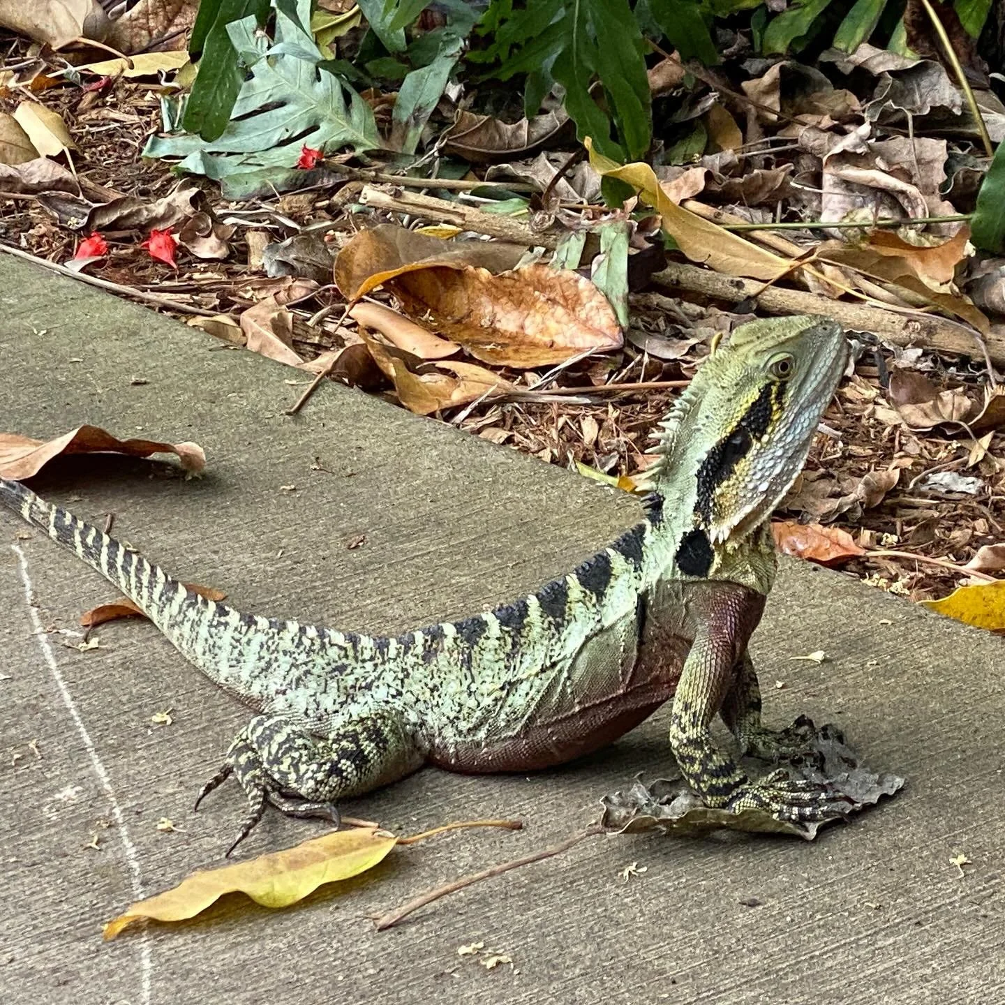 It took me a year to write this post about my trip to Australia. Time I needed to let the whirlwind of thoughts settle into something cohesive. Check out my stories or bio to read how Australia is like visiting another planet&mdash;creatures you didn