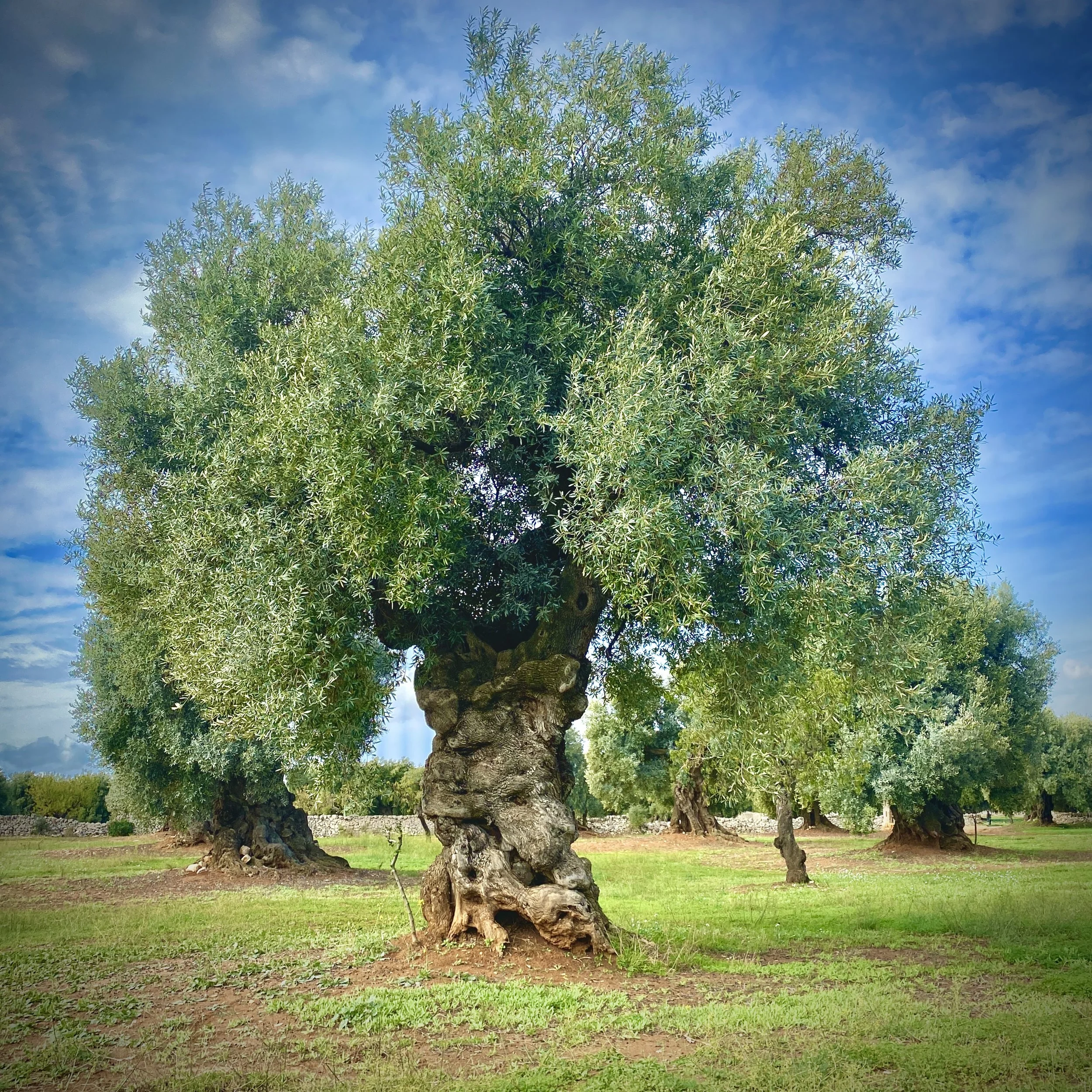 Roots of Puglia