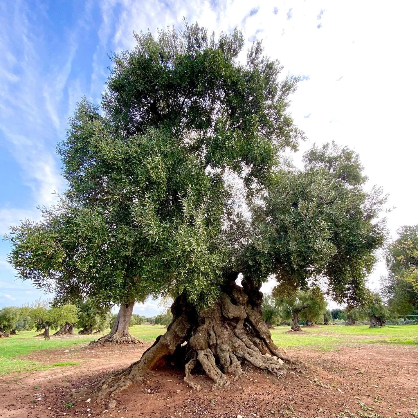 Those olive trees turned this 53-year-old woman into a pigtailed girl after too many days of rain.

I swear, winding through the Pugliese countryside felt like wandering straight into a Scottish fairy tale&mdash;dark, mystical trunks heaving over the