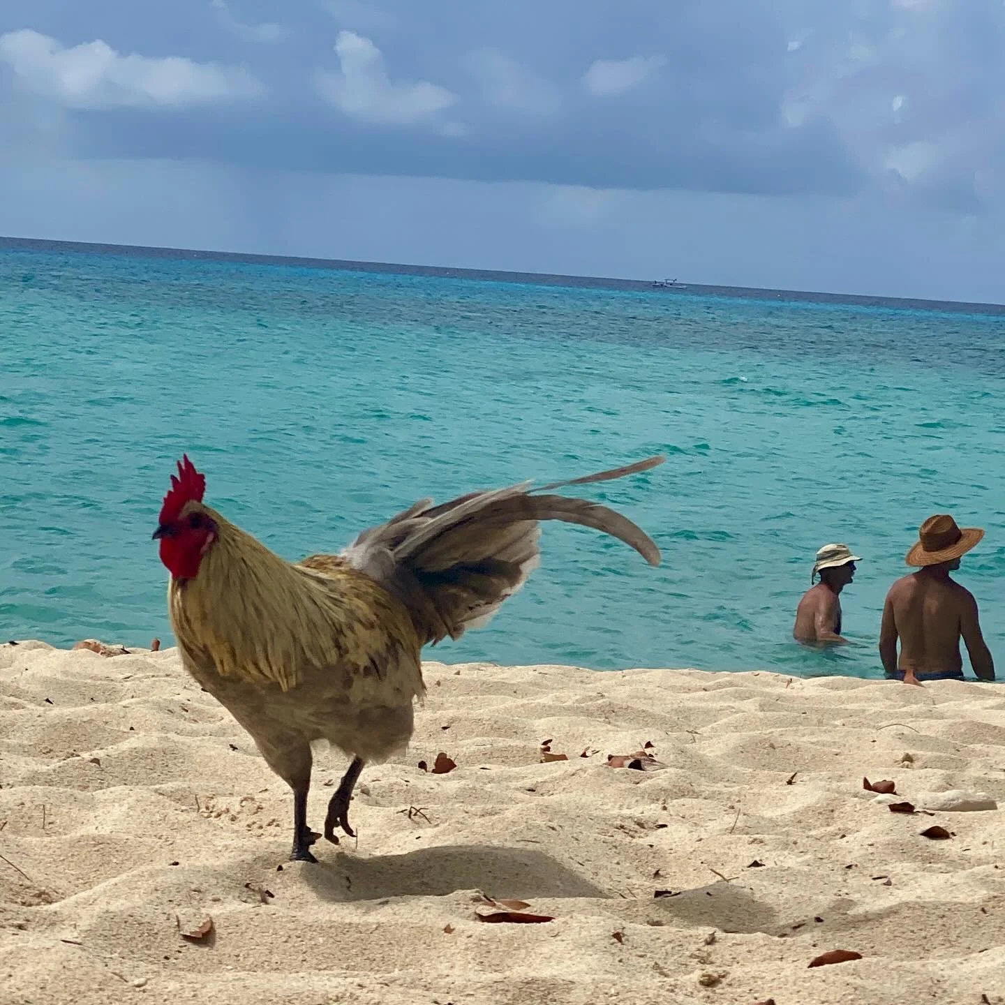 &ldquo;WAIT. Rewind that.&rdquo; ✨ 2025, you were a year.
1. A weekend in Grand Cayman with roving chickens and a kayaking trip to a bioluminescent bay
2. Getting Italian citizenship&mdash;an endurance sport with a passport-shaped prize
3. A trip to 