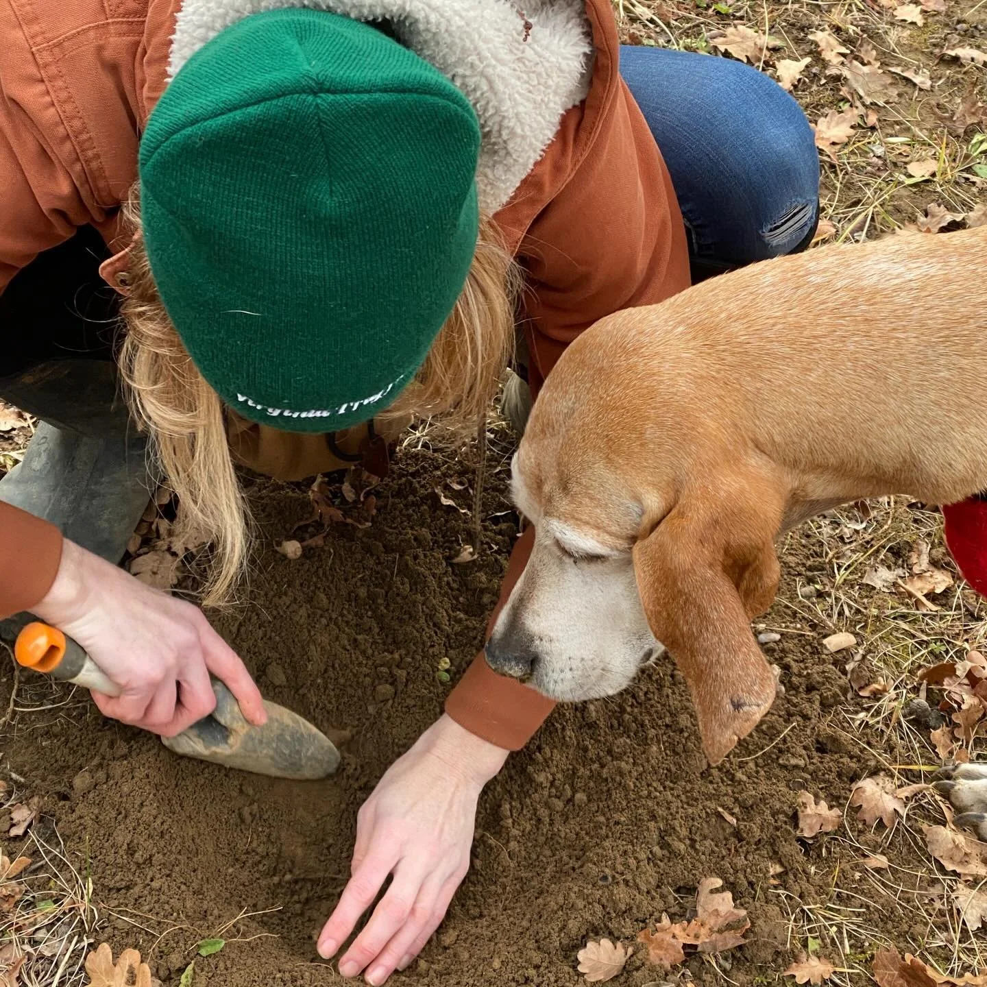 I am a third of the way through my latest manuscript and feel like I need to pick my head up and fill you in. This cozy mystery rotates on a truffle axis, which is a blast to write, but would not have been possible without the education gleaned from 