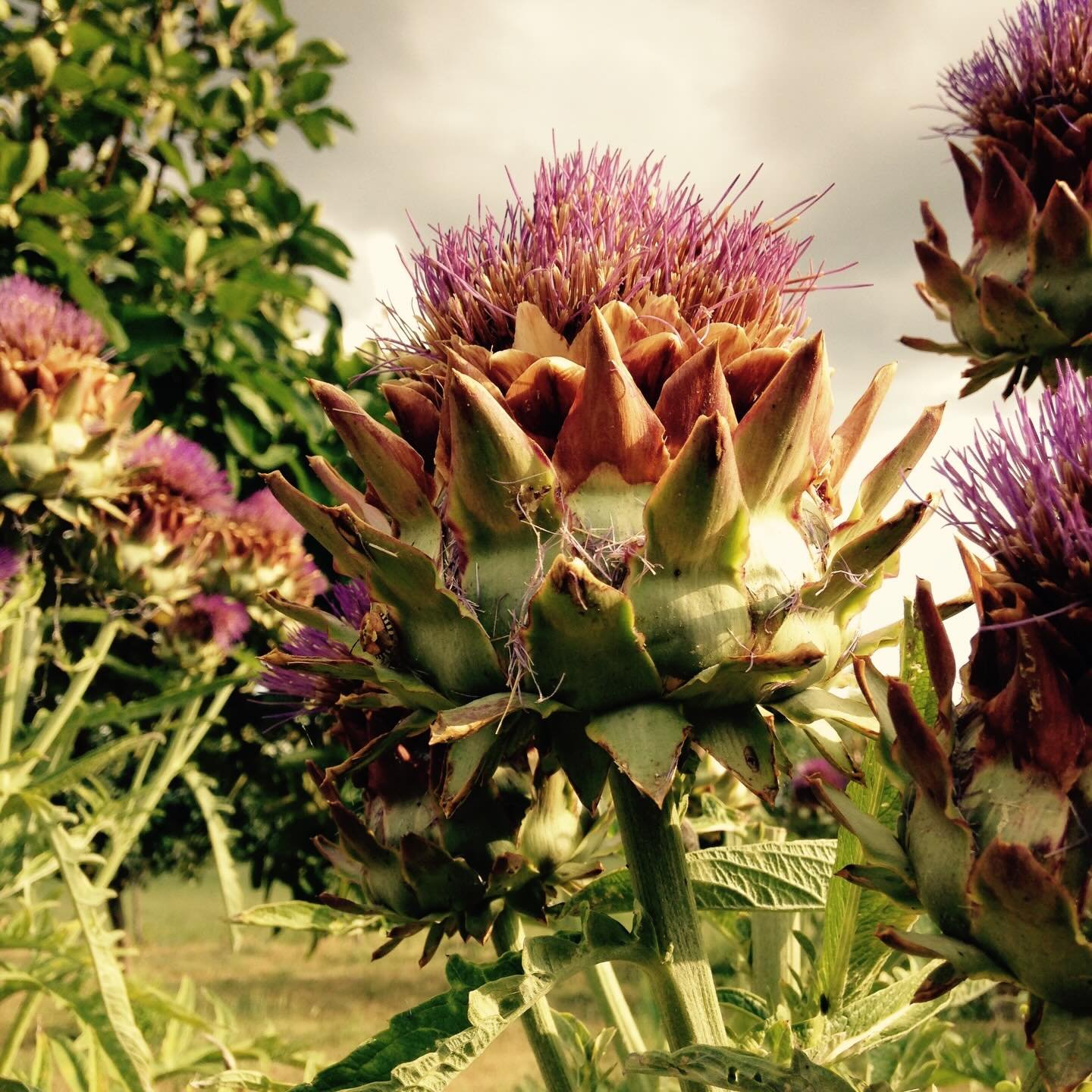 When I moved to Italy, I had to relearn the calendar &mdash; not by months, but by vegetables.
Somewhere along the way I&rsquo;d convinced myself artichokes were a summer thing (why? who knows). And then February arrived and the markets exploded with