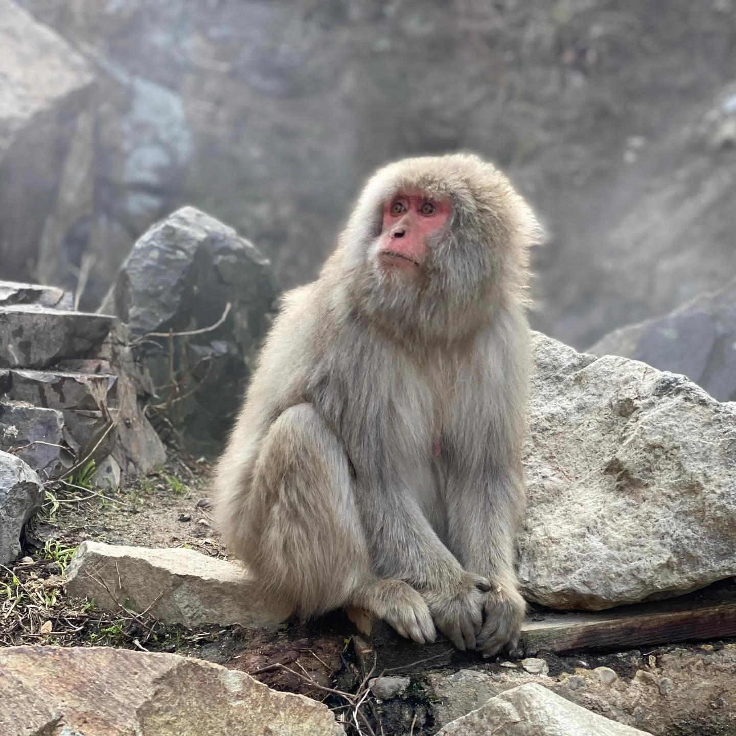 Imagine walking through a frost-laced forest, turning at every rustle in the branches&hellip;was that one? Yes, you can spot the furry head resting against a tree down the hill. Then you see another. And another. A mamma carrying her baby, friends cu
