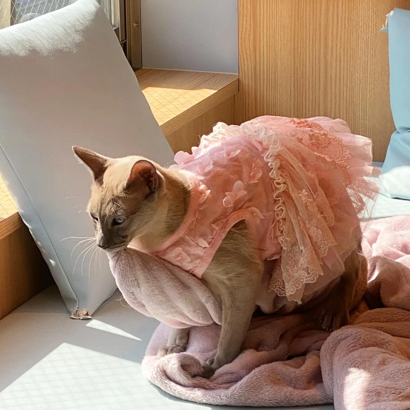 Cat caf&eacute;s: come for the cats, stay for&hellip;everything else.

The good ones feel like a living room you wish you had&mdash;soft corners to curl up in, a drink in hand (ours had free tea and coffee), WiFi if you need it, stacks of manga if yo