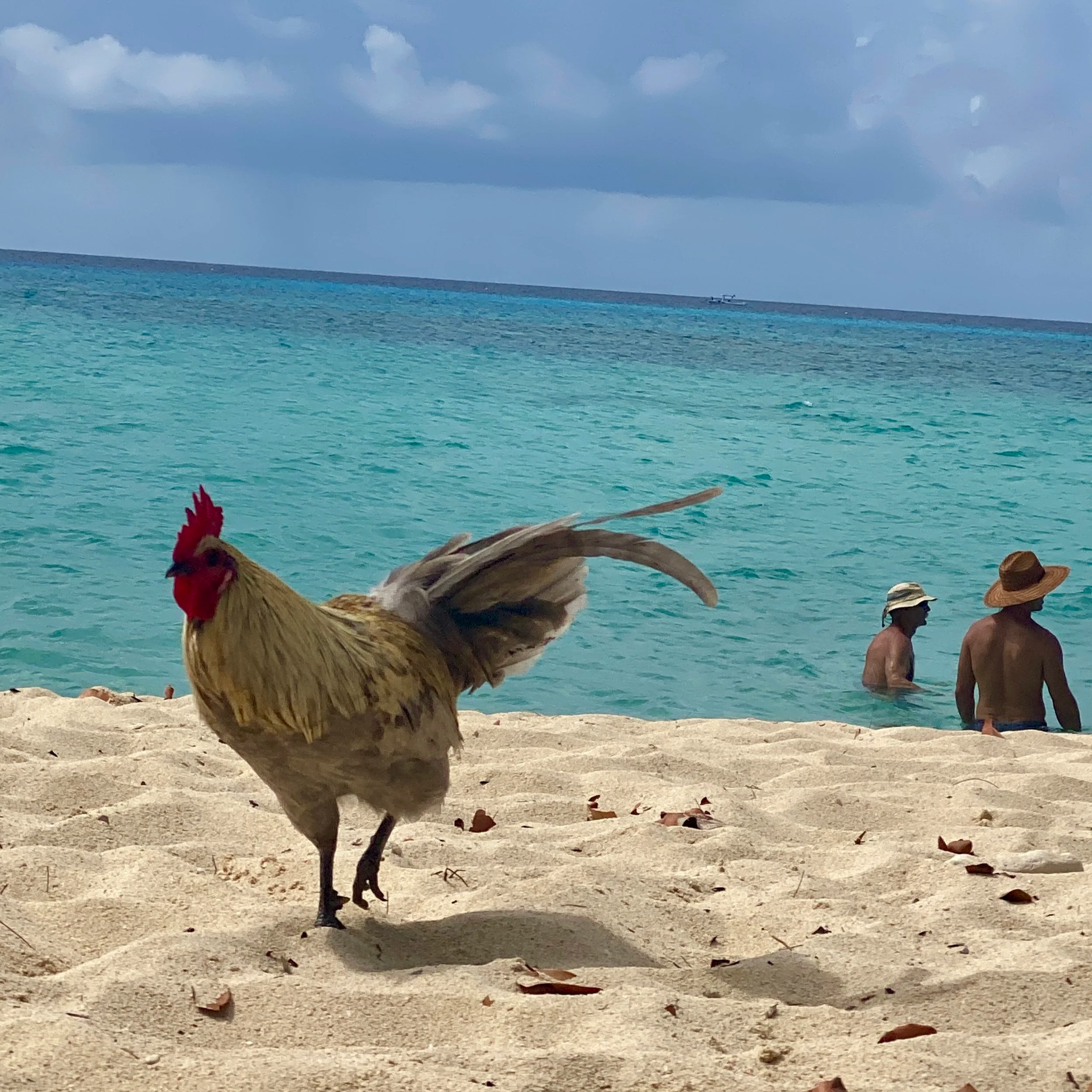 The Charm of Feral Chickens: A Grand Cayman Escape