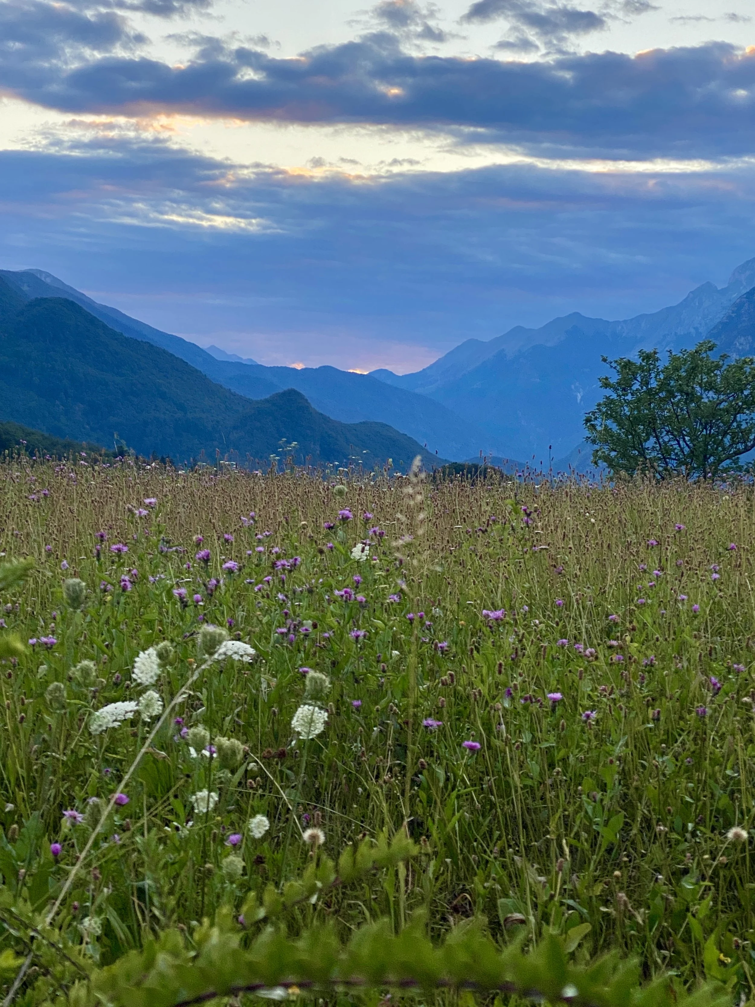 what to eat and drink in Slovenia begins with wildflowers