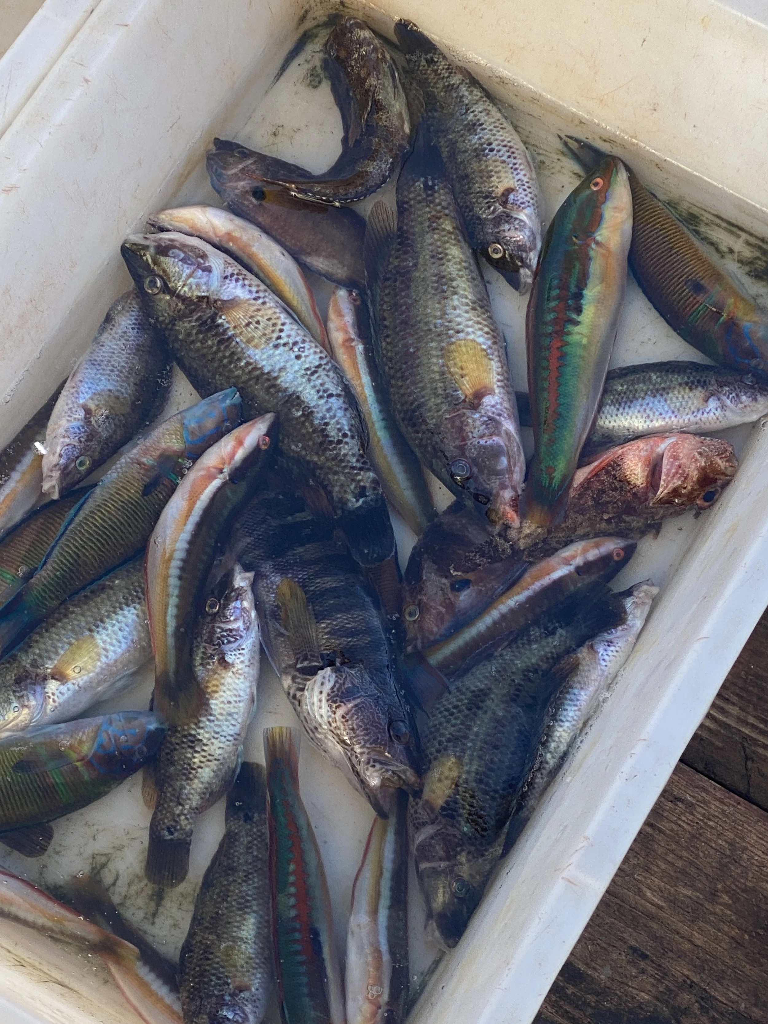 A bin of rainbow hued fish at Bari's market