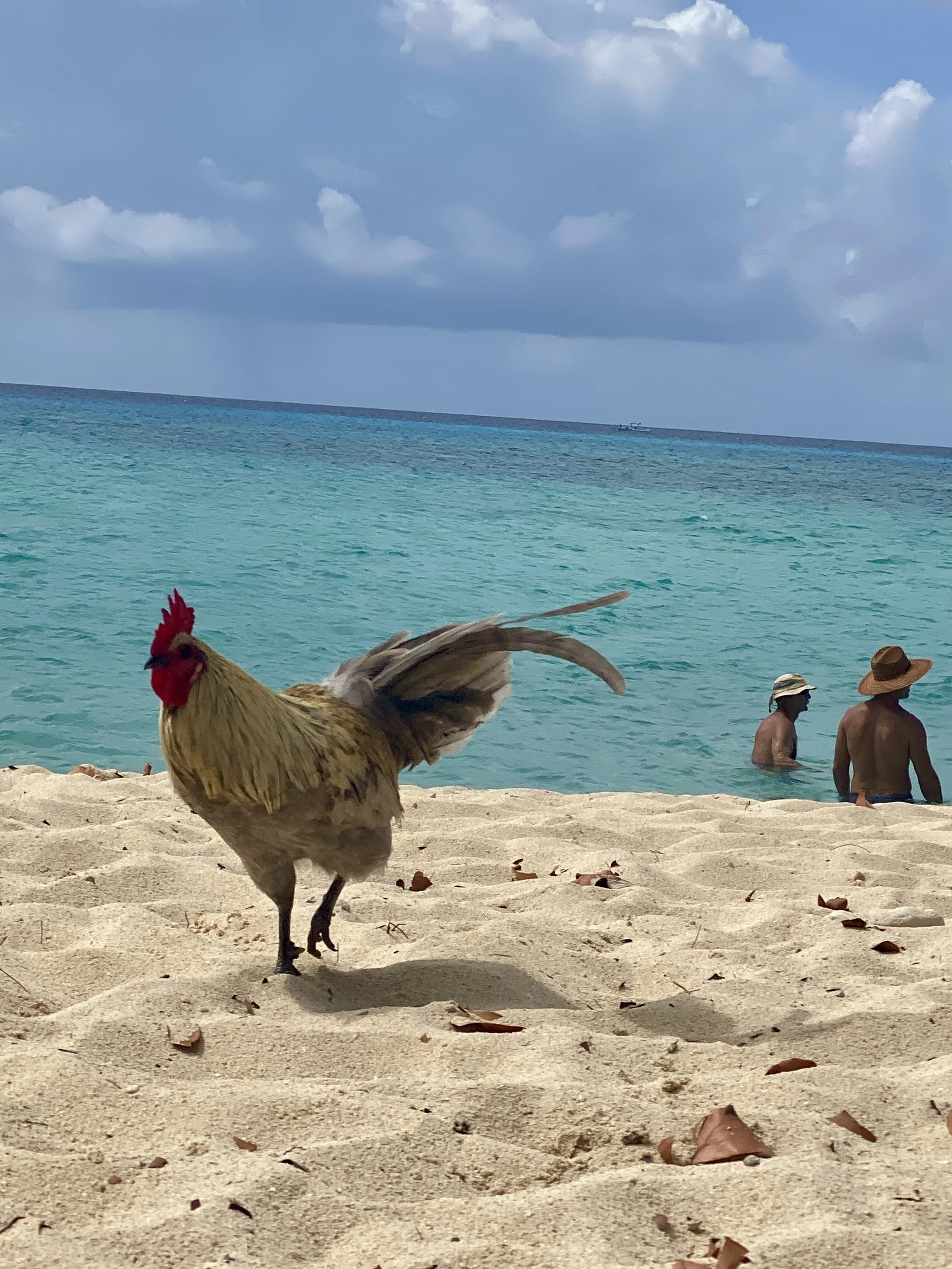 chickens roam free in Grand Cayman
