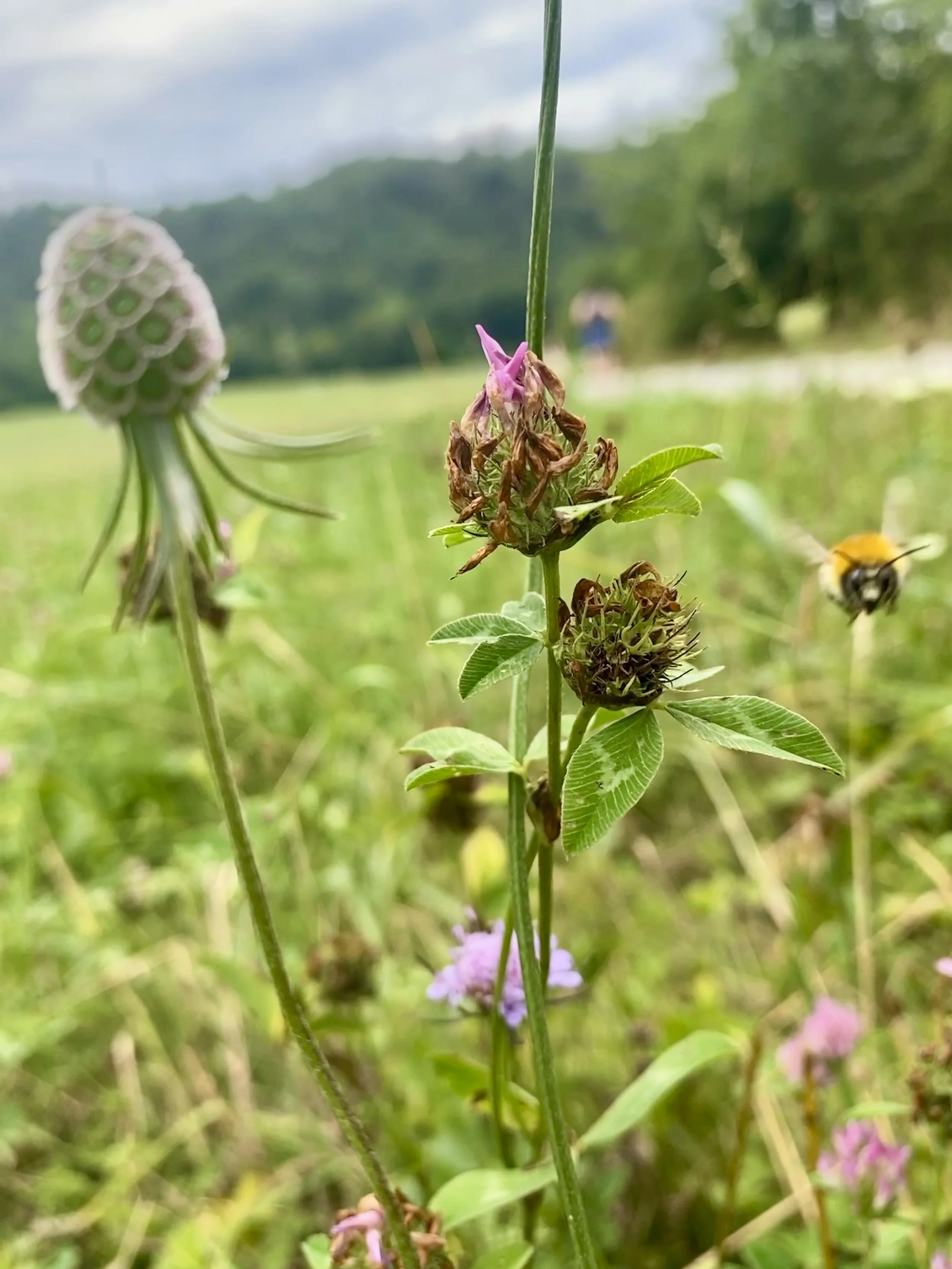 a bee among wildflowers in Slovenia's Soča river valley