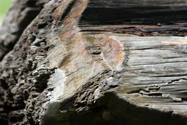 This cypress tree, recovered by Tarpein and Herrington, still shows the marks of the ax that felled it.