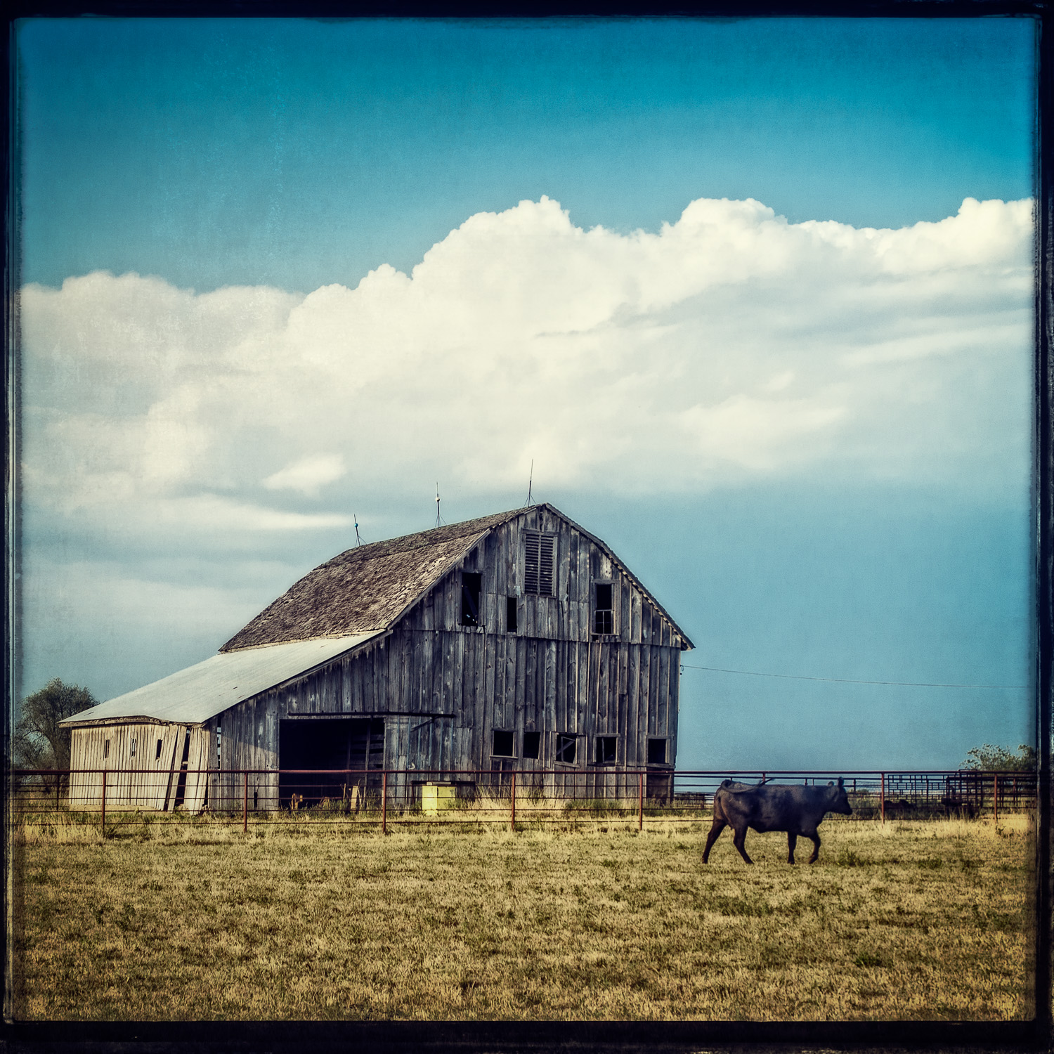 Scene From The Farm
