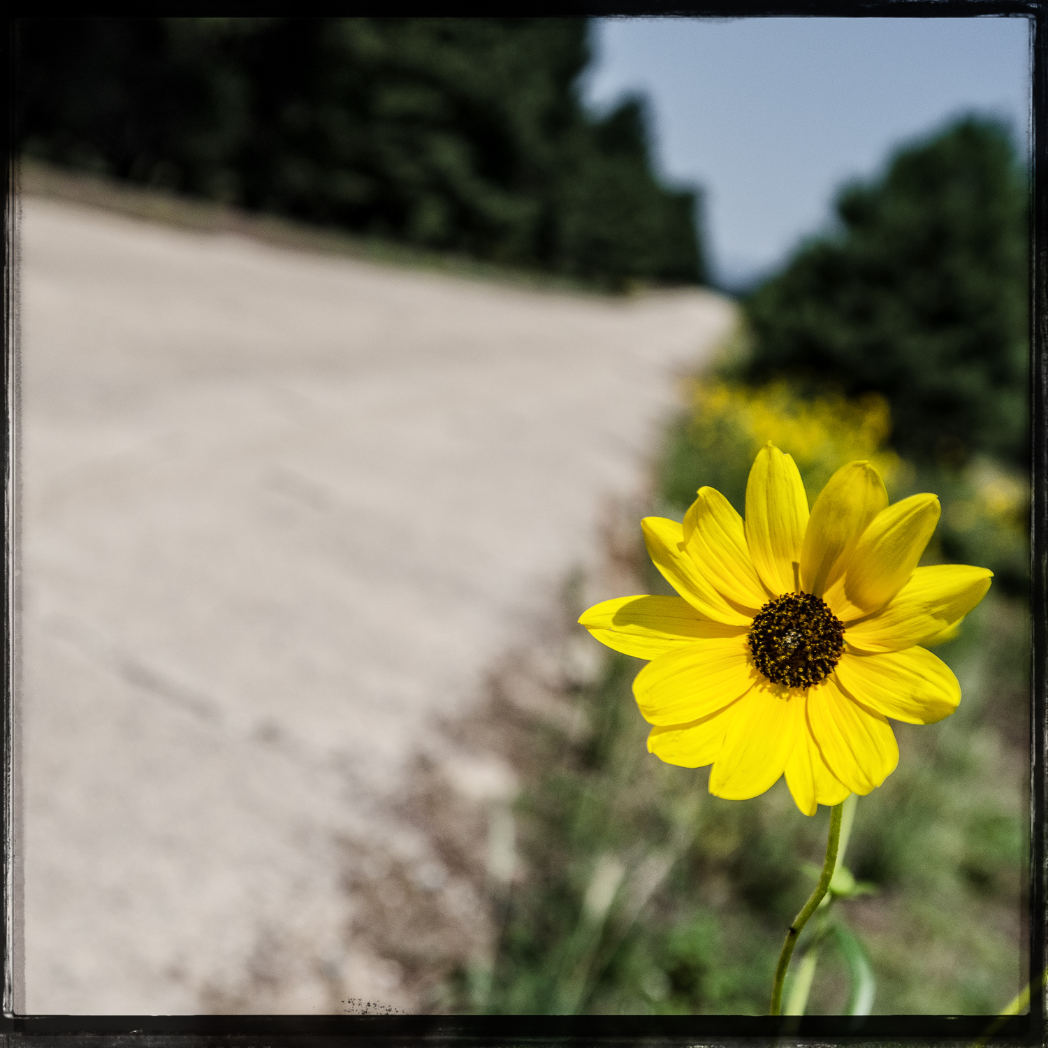 The Hitchhiking Road Flower