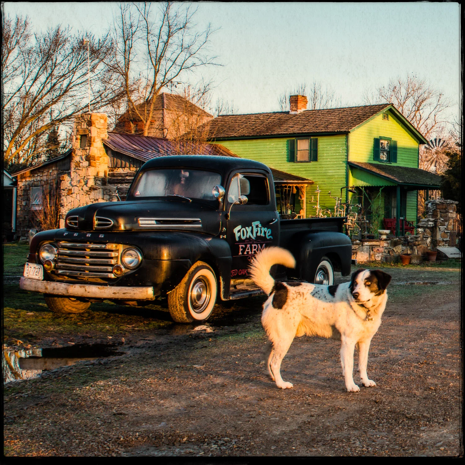 Man's Best Friend at Sunrise