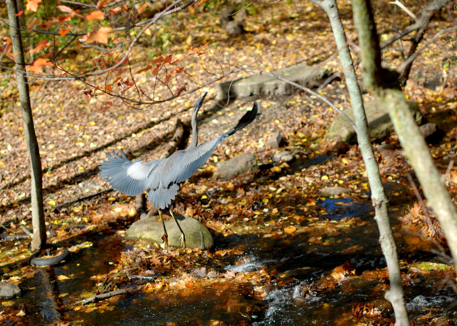 Blue Heron (Photo: Meredith Sorensen 2012)