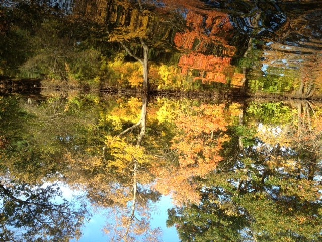 Foliage on the Charles River