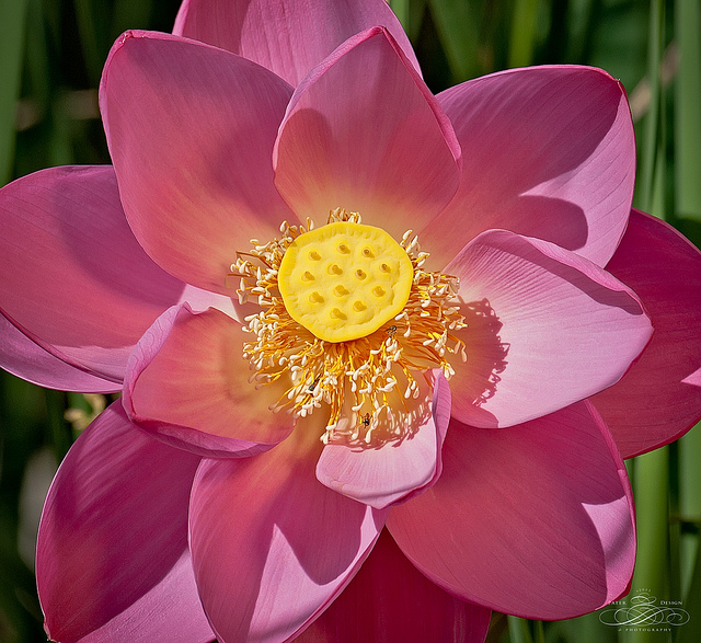 Photo: Lotus flower, Flickr Creative Commons 2013